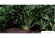 Риалто - петрушка листовая, Bejo Голландия фото, цена